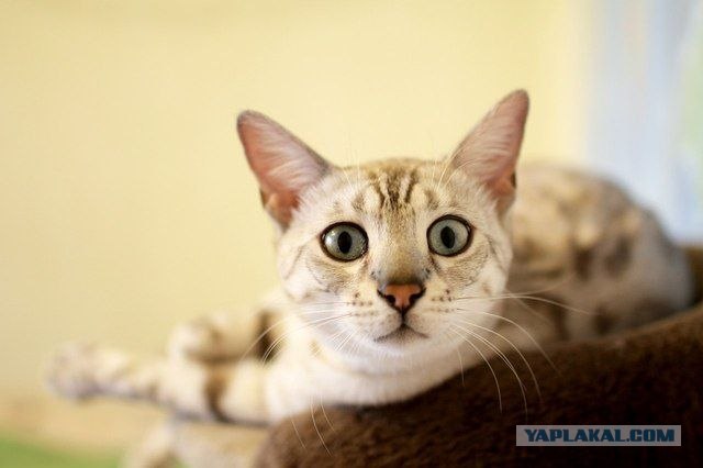 Котовторник   5.06.2012