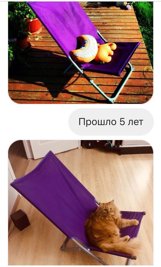Картинки с котами и про котов