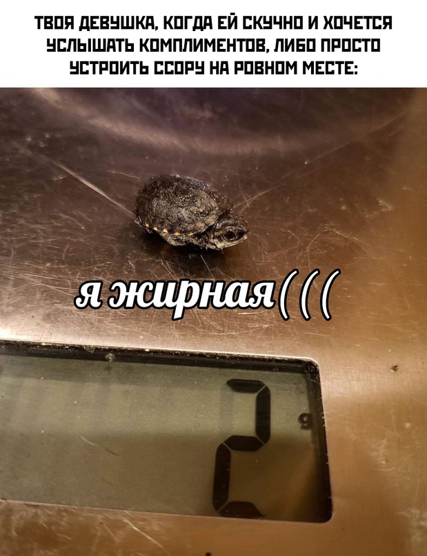 Весёлый полтишок 16.02