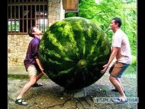 18 фото, показывающих, насколько большими могут быть животные, люди и растения, и они просто огромные