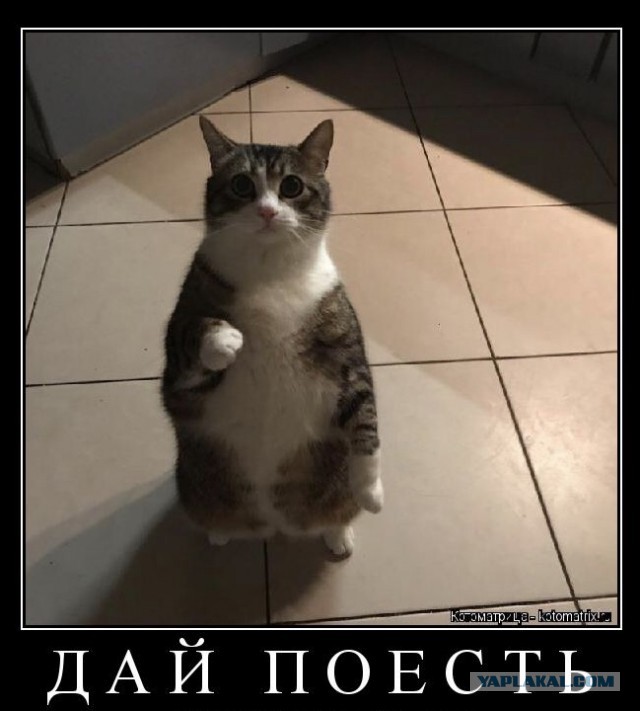 Объясняю коту о пользе гречки