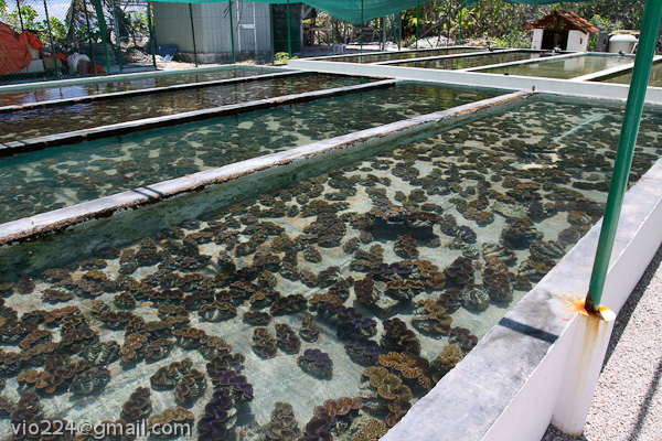 Сейшеллы октябрь 2012