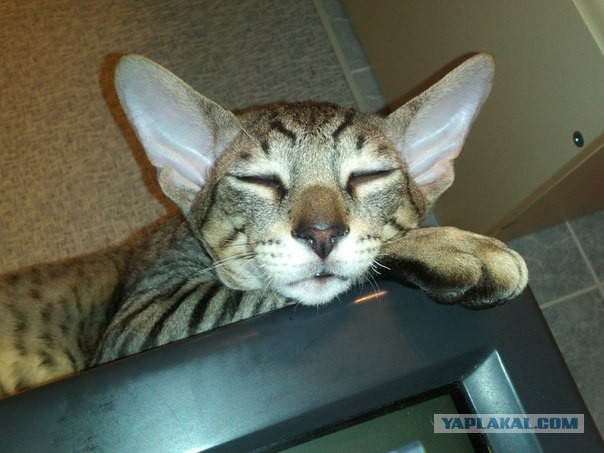 Котовторник 26.03.2013