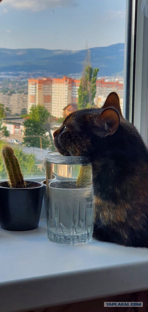 Котовторник! 16+ Коллеги-рабы, отмечаемся, у кого хозяину много лет!