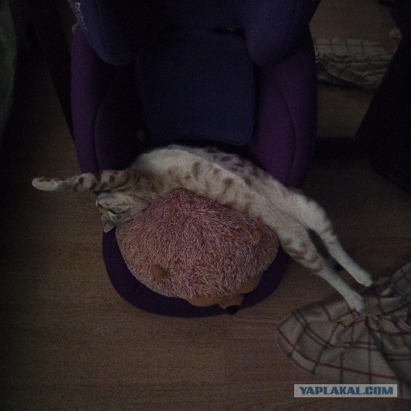 Не могу любить мужчину без денег
