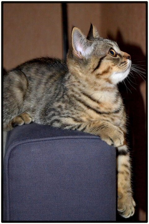 Котовторник 30.04.2013