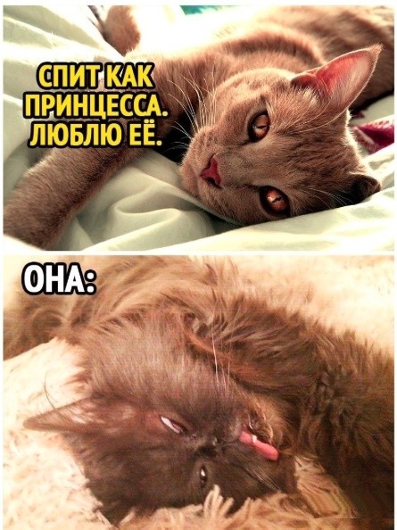 Картинки для деградации 278 (разной степени свежести)