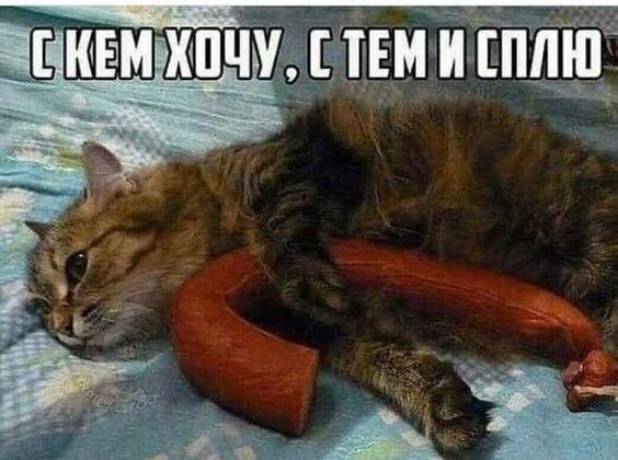 К котовторнику: подборка картинок-баянов с котиками и про котиков. Выпуск 46.