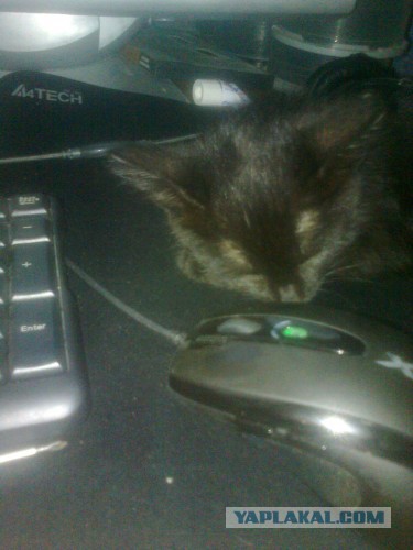 Дешёвый дом для кота.