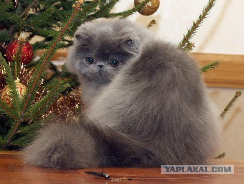 Котовторник   31.12.  2013