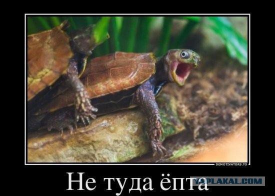 Смешные картинки
