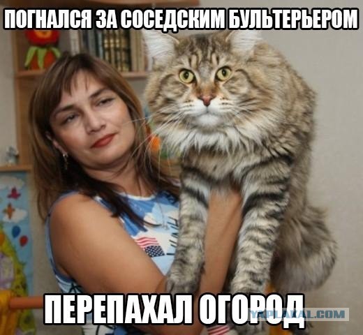 Кот попросил себя сфотографировать для Яп