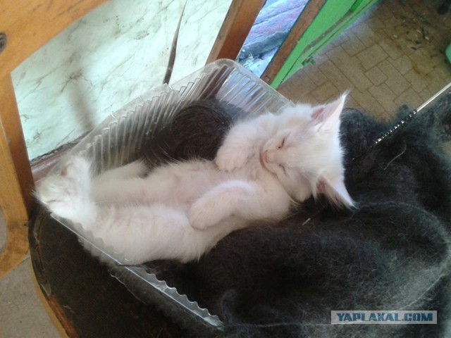 Котовторник 18.11.2014