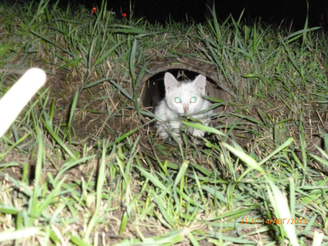 Коты, как многогранные личности