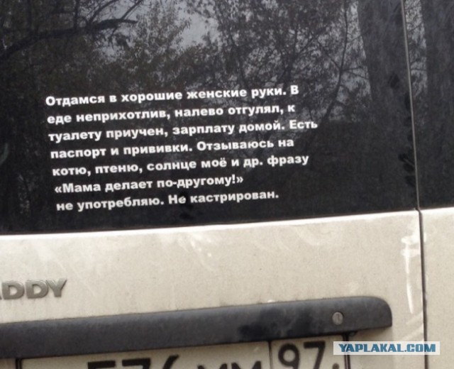 Надписи на авто.