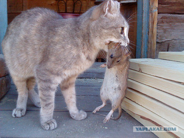 Котовторник 31.03.2015