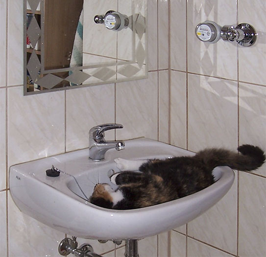 Не все коты одинаково не любят воду