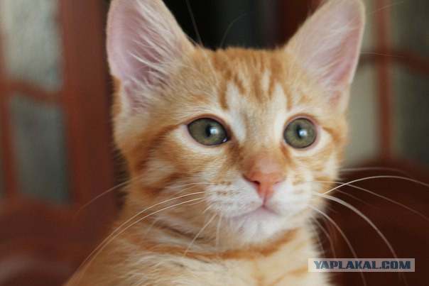 Котовторник 04.08.2015