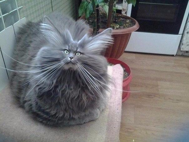 Котовторник 01.12.2015