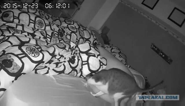 За что я люблю китайцев