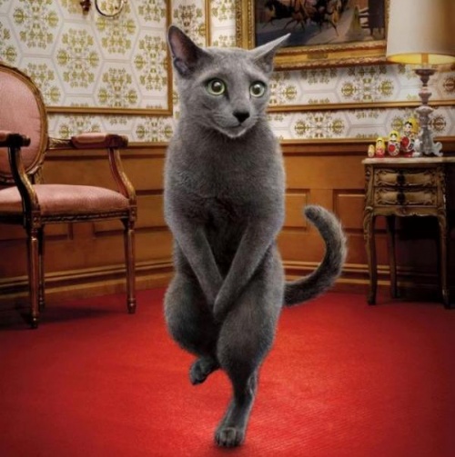 Коты, они - как люди!