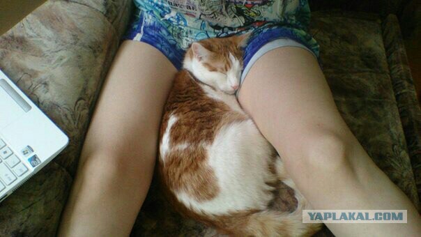 Мимимишности пост