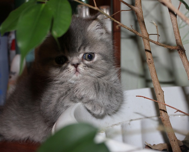 Котовторник  01.03.2016