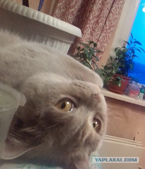 Котовторник 22.03.2016