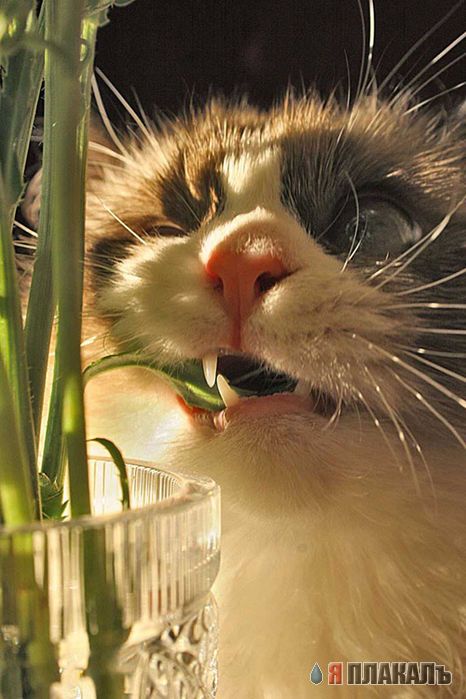 Вторничный котомёт