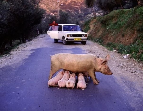 Интересные и веселые картинки