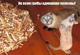 ЯП-всезнающий, помоги разобраться! Всего 5 фото