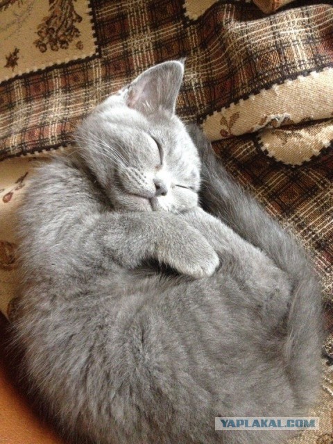 Котовторник 20.09.2016
