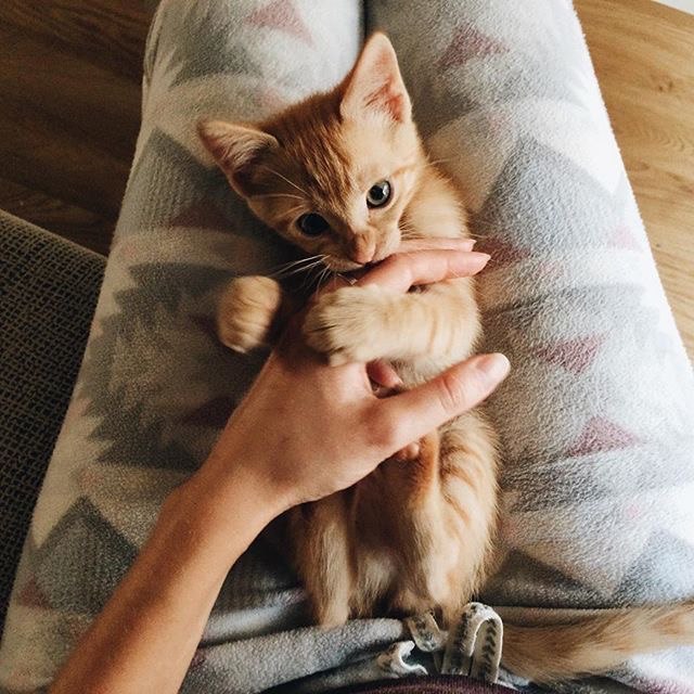 Прикольные животные