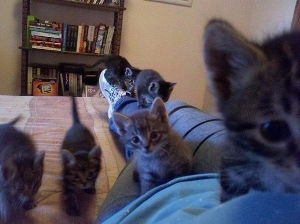 Коты из сети