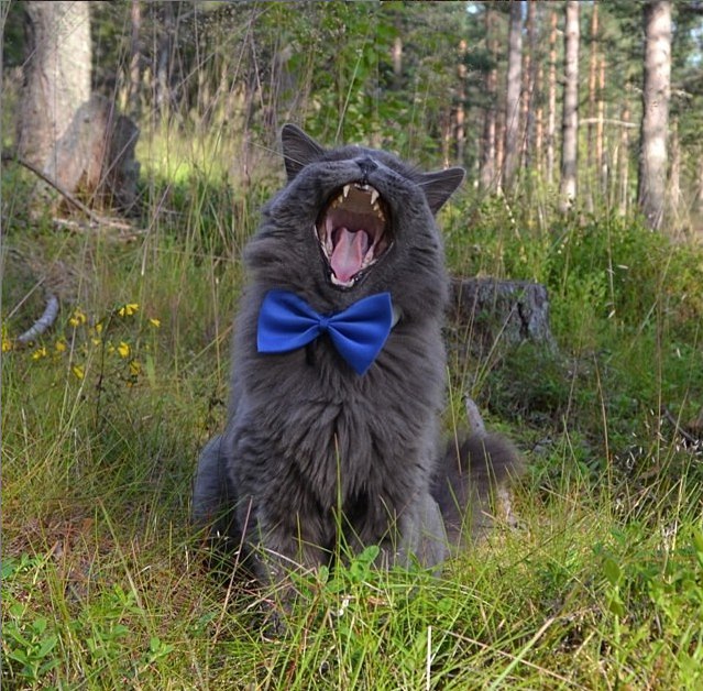 Коты из сети