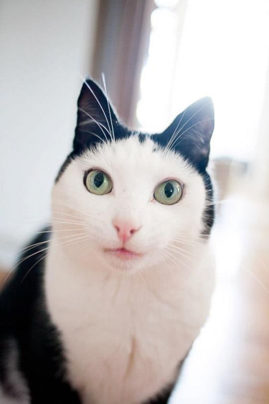 Коты из сети