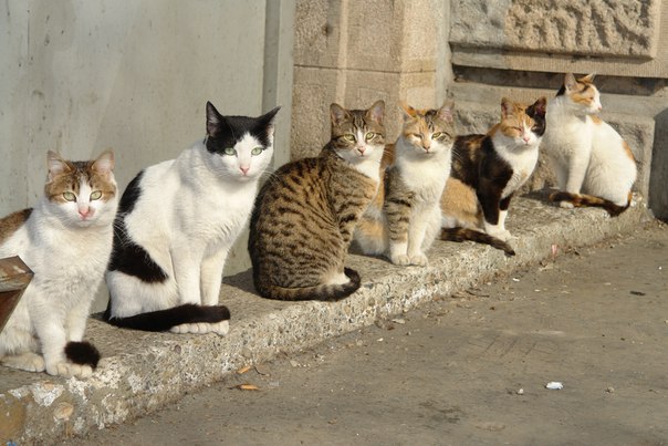 Коты и Кошки