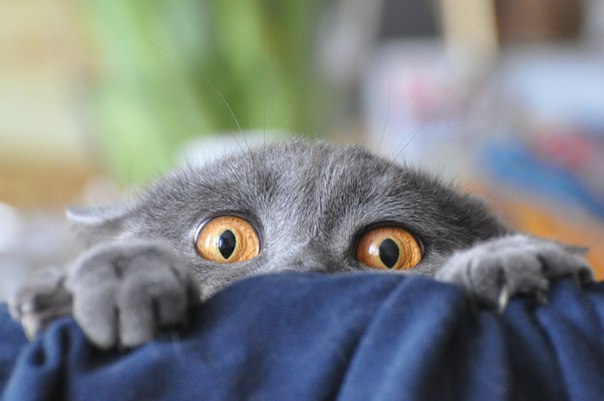 Коты и Кошки