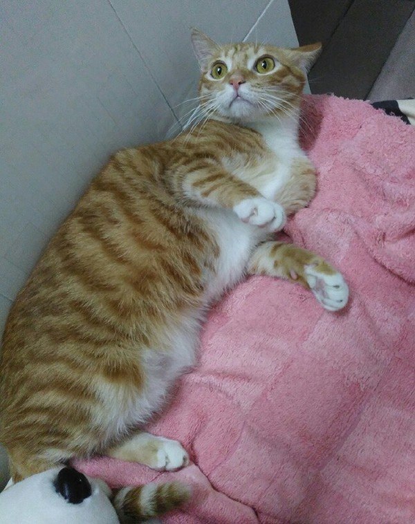 Коты и Кошки