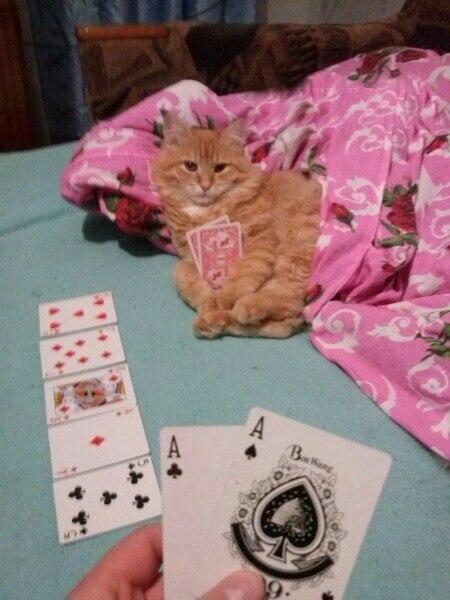 Коты и Кошки