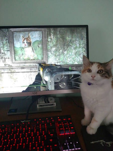 Коты и Кошки