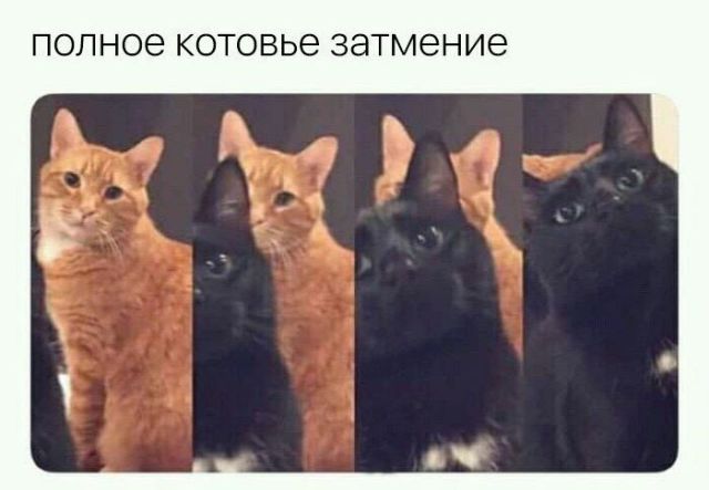 Прикольных котов пост