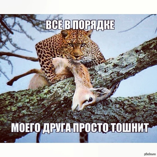 Охота леопарда на бородавочника