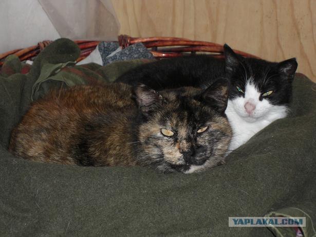 Уррааа! Котовторник на ЯПлакалъ!