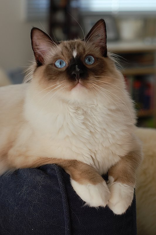 Просто Котовторник