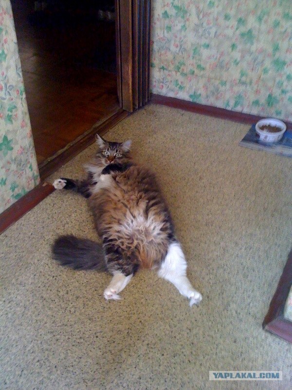 Котятовторник