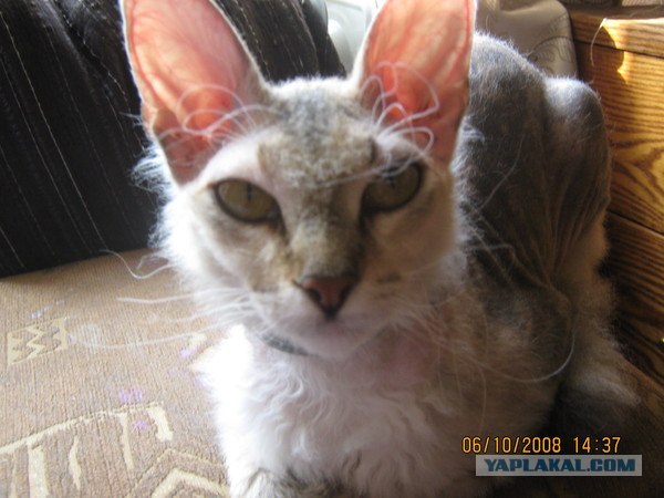 Котовторник 1.02.2011