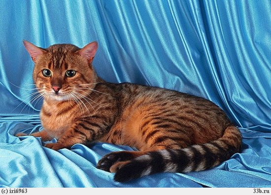 Начинаем котовторник!