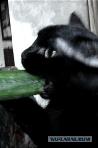 Котовторник с Кузей
