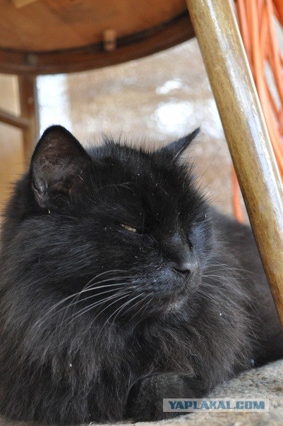 Котовторник в "КотоГетто"